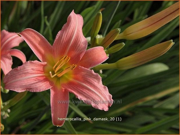 Hemerocallis 'Pink Damask' | Daglelie