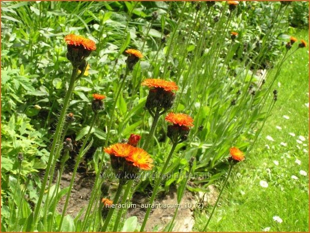 Hieracium aurantiacum | Havikskruid | Orangerotes Habichtskraut