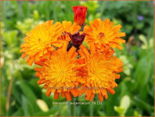 Hieracium aurantiacum | Havikskruid | Orangerotes Habichtskraut