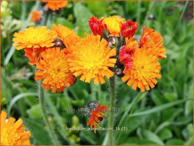 Hieracium aurantiacum | Havikskruid | Orangerotes Habichtskraut