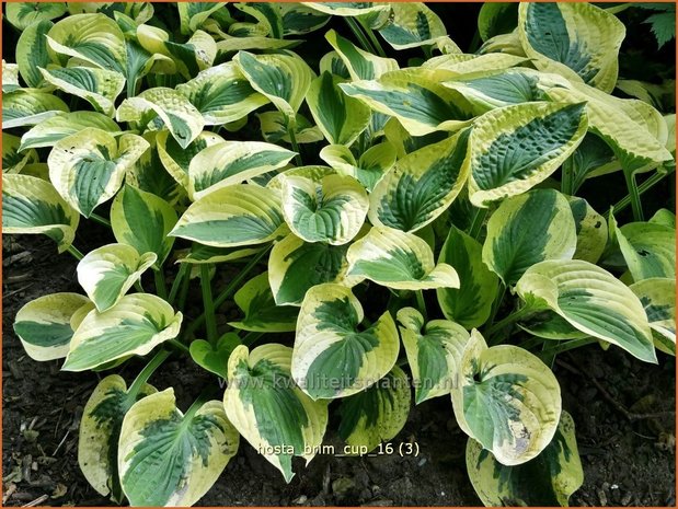 Hosta 'Brim Cup' | Hosta, Hartlelie, Funkia | Funkie