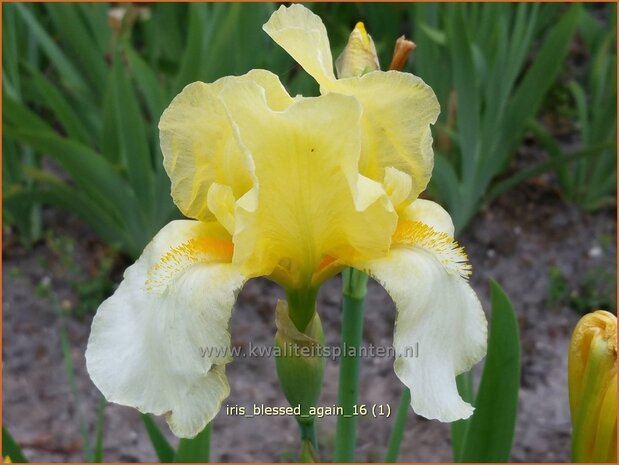 Iris germanica 'Blessed Again' | Baardiris, Iris, Lis | Hohe Bart-Schwertlilie