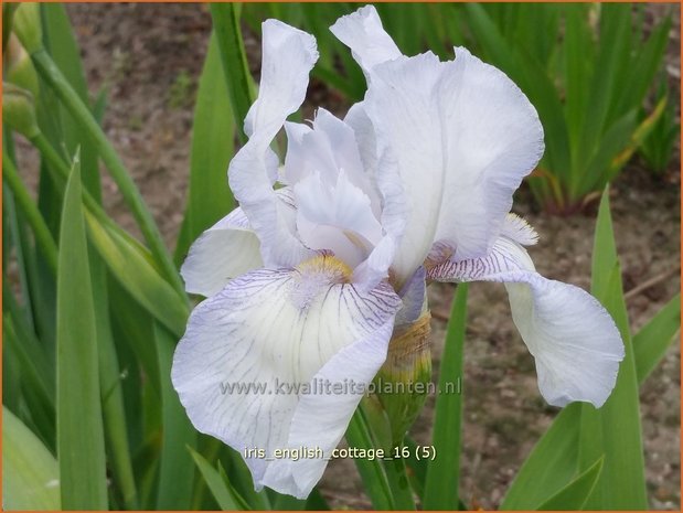 Iris germanica 'English Cottage' | Baardiris, Iris, Lis | Hohe Bart-Schwertlilie
