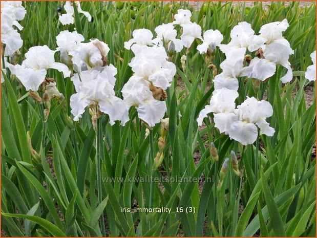 Iris germanica 'Immortality' | Baardiris, Iris, Lis | Hohe Bart-Schwertlilie
