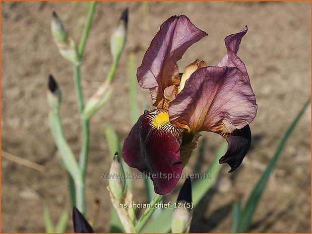 Iris germanica 'Indian Chief' | Baardiris, Iris, Lis | Hohe Bart-Schwertlilie