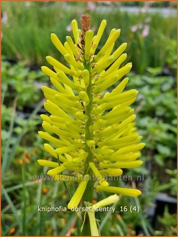 Kniphofia 'Dorset Sentry' | Vuurpijl, Fakkellelie | Fackellilie