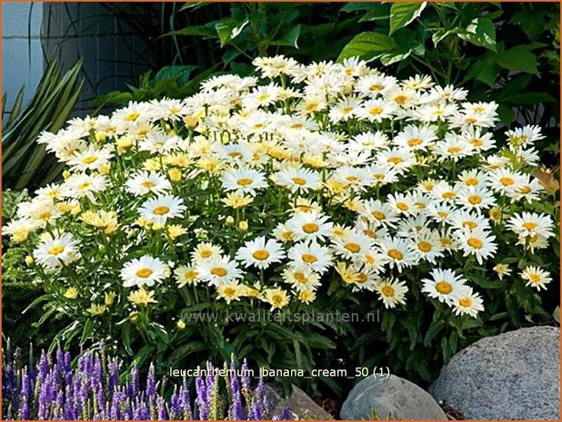 Leucanthemum 'Banana Cream' | Margriet | Grossblumige MargeriteQ