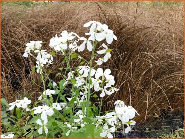 Lunaria annua 'Albiflora' | Judaspenning | Einjähriges Silberblatt