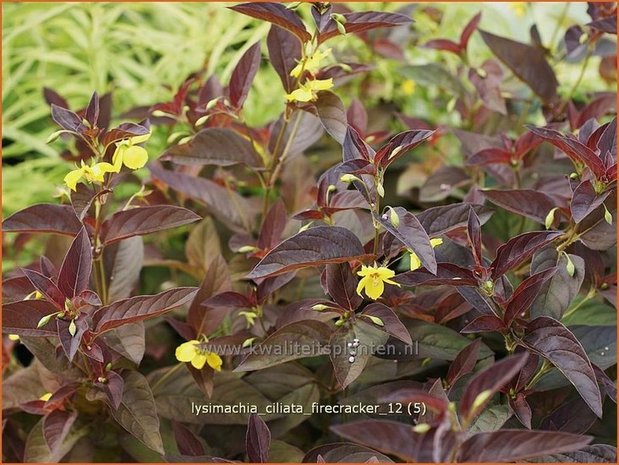 Lysimachia ciliata 'Firecracker' | Wederik | Bewimperter Felberich