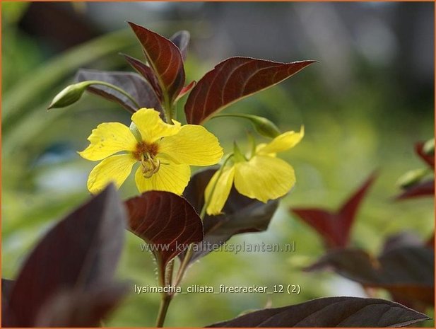 Lysimachia ciliata 'Firecracker' | Wederik | Bewimperter Felberich