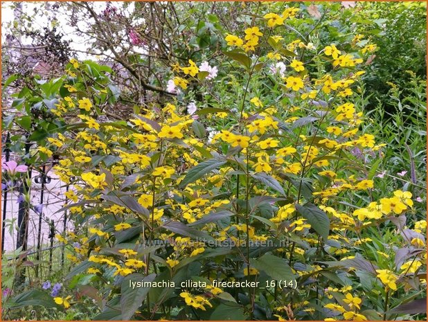 Lysimachia ciliata 'Firecracker' | Wederik | Bewimperter Felberich