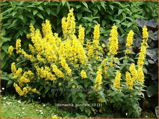 Lysimachia punctata | Puntwederik, Wederik | Gold-Felberich