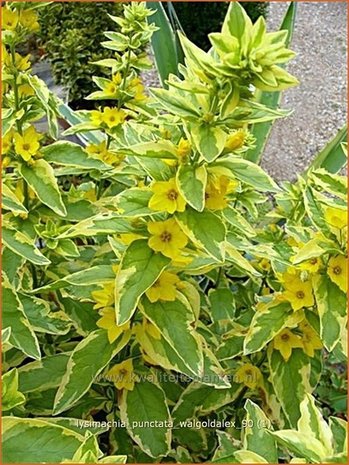 Lysimachia punctata 'Golden Alexander' | Puntwederik, Wederik | Gold-Felberich