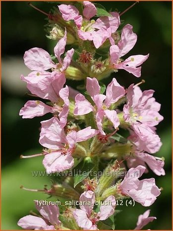 Lythrum salicaria 'Blush' | Kattenstaart | Blutweiderich