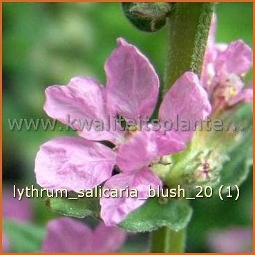 Lythrum salicaria 'Blush' | Kattenstaart | Blutweiderich