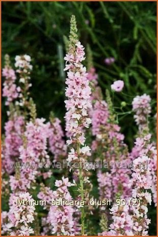 Lythrum salicaria 'Blush' | Kattenstaart | Blutweiderich