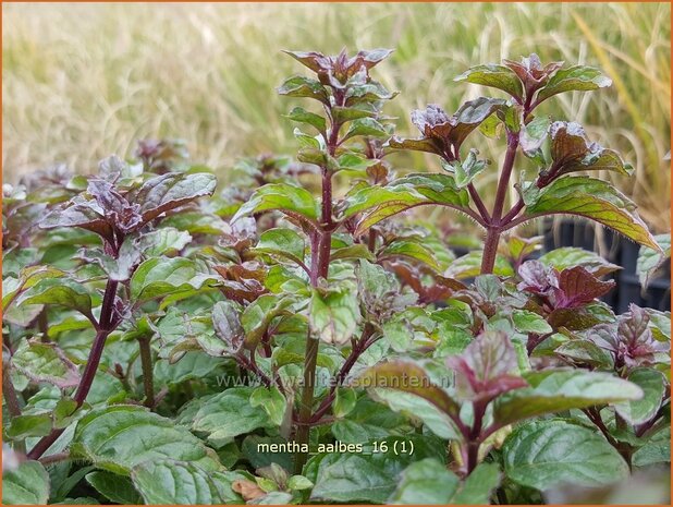Mentha 'Aalbes' | Munt | Minze