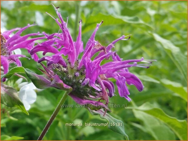 Monarda 'Blaustrumpf' | Bergamotplant, Indianennetel | Indianernessel