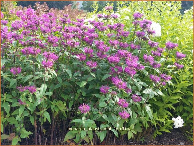Monarda 'Blaustrumpf' | Bergamotplant, Indianennetel | Indianernessel