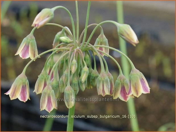 Nectaroscordum siculum subsp. bulgaricum | Bulgaarse ui, Honingknoflook | Bulgarischer Honiglauch