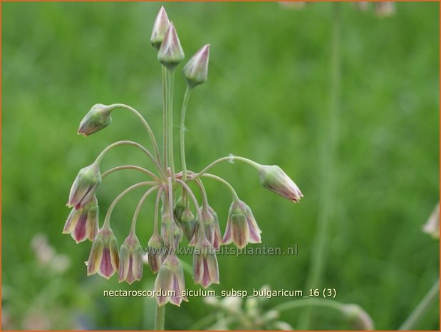 Nectaroscordum siculum subsp. bulgaricum | Bulgaarse ui, Honingknoflook | Bulgarischer Honiglauch