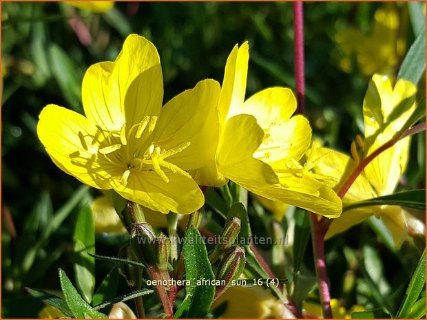 Oenothera 'African Sun' | Teunisbloem | Nachtkerze