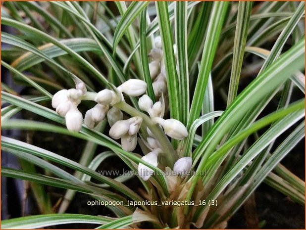 Ophiopogon japonicus 'Variegatus' | Japans slangengras, Slangenbaard | Japanischer Schlangenbart