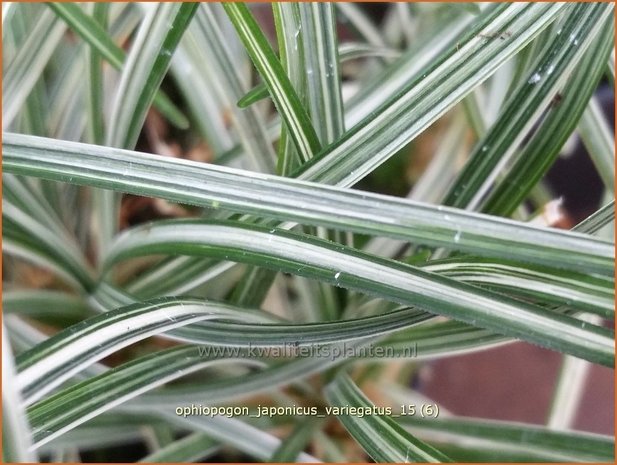 Ophiopogon japonicus 'Variegatus' | Japans slangengras, Slangenbaard | Japanischer Schlangenbart