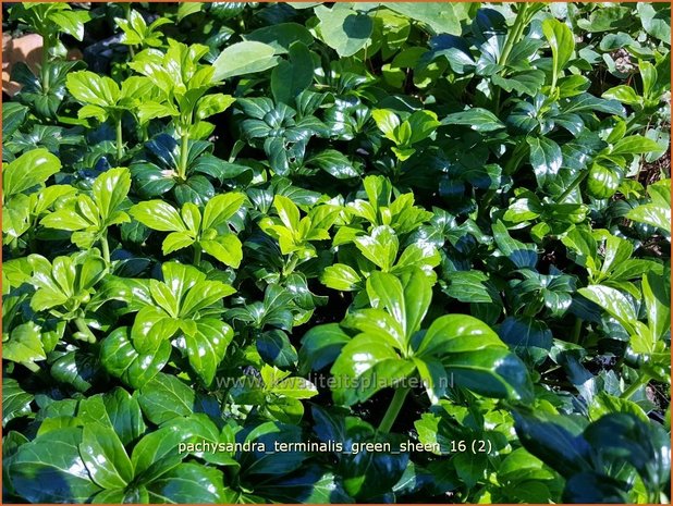 Pachysandra terminalis 'Green Sheen' | Schaduwkruid, Dikkemanskruid | Endständiger Ysander