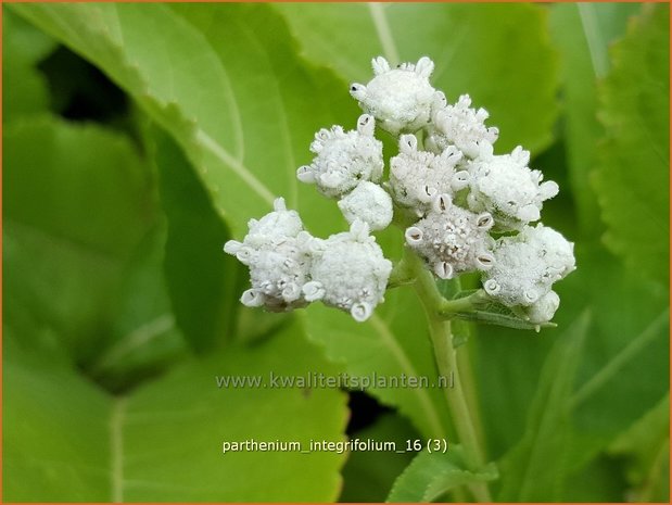 Parthenium integrifolium | Wilde kinine | Prärieampfer | American Fever-Few