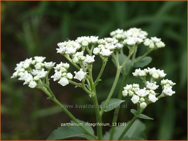 Parthenium integrifolium | Wilde kinine | Prärieampfer