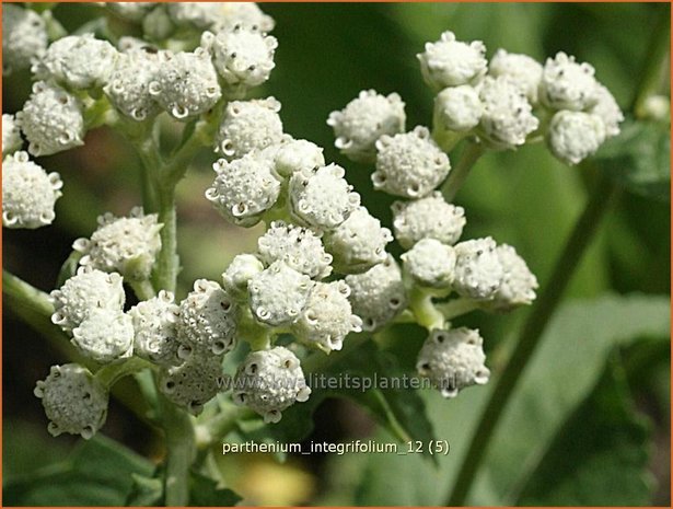 Parthenium integrifolium | Wilde kinine | Prärieampfer