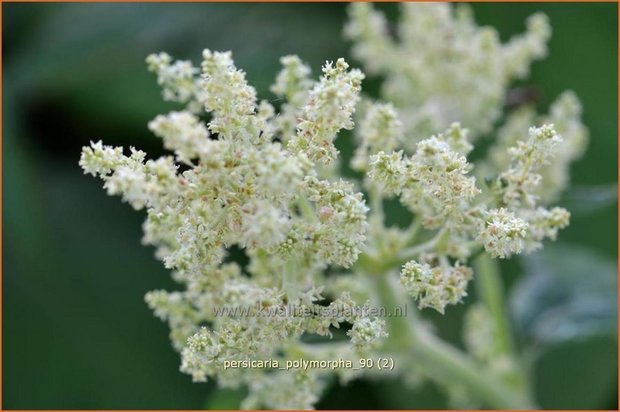 Persicaria polymorpha | Bergduizendknoop, Duizendknoop | Alpenknöterich | Giant White Fleece Flower