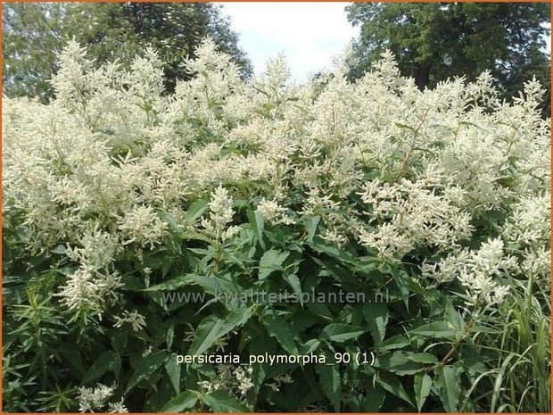 Persicaria polymorpha | Duizendknoop | Alpenknöterich