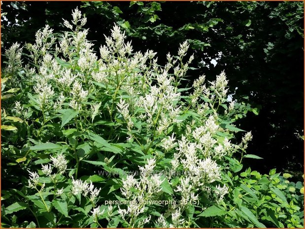 Persicaria polymorpha | Duizendknoop | Alpenknöterich