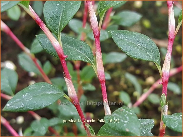 Persicaria vacciniifolia | Duizendknoop | Heidelbeerblättriger Wiesenknöterich