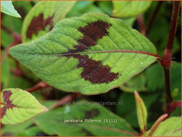 Persicaria virginiana 'Filiformis' | Duizendknoop | Fadenknöterich
