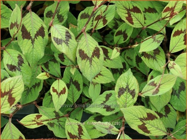 Persicaria virginiana 'Filiformis' | Duizendknoop | Fadenknöterich