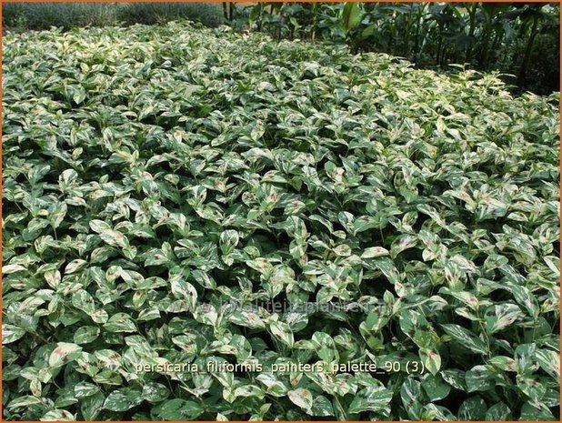 Persicaria virginiana 'Painter's Palette' | Duizendknoop | Fadenknöterich