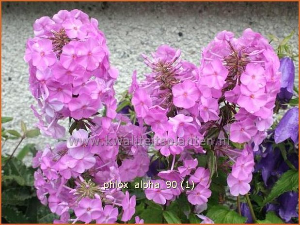 Phlox 'Alpha' | Vlambloem, Flox, Floks | Hohe Flammenblume