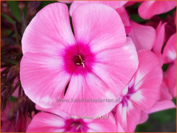 Phlox 'Larissa' | Vlambloem, Flox, Floks | Hohe Flammenblume