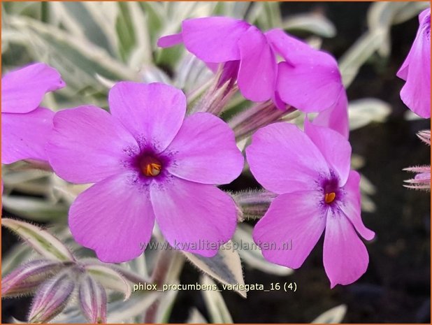 Phlox procumbens 'Variegata' | Vlambloem, Flox, Floks | Kriechphlox