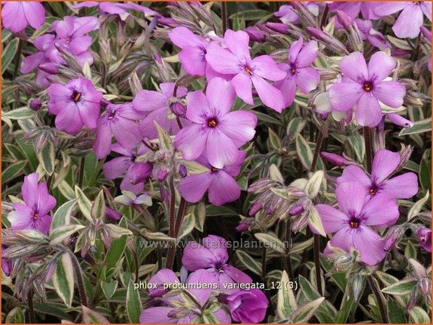 Phlox procumbens 'Variegata' | Vlambloem, Flox, Floks | Kriechphlox