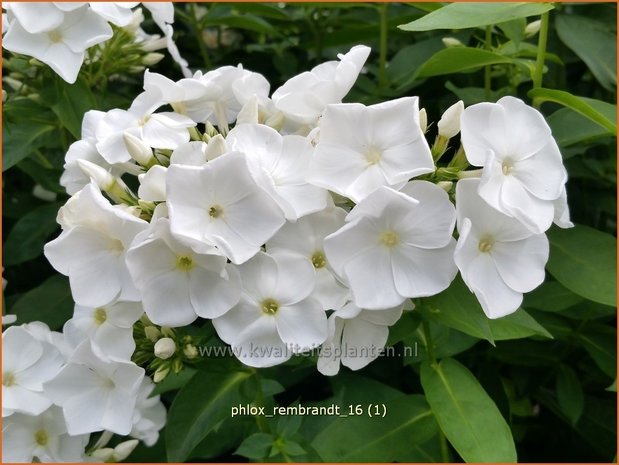 Phlox 'Rembrandt' | Vlambloem, Flox, Floks | Hohe Flammenblume