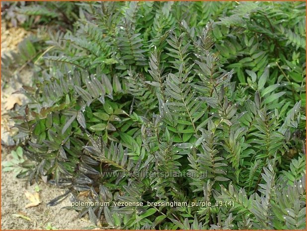 Polemonium yezoense 'Bressingham Purple' | Jacobsladder | Purpur-Jakobsleiter