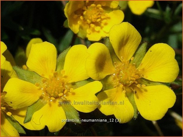 Potentilla neumanniana | Ganzerik, Vijfvingerkruid | Frühlings-Fingerkraut