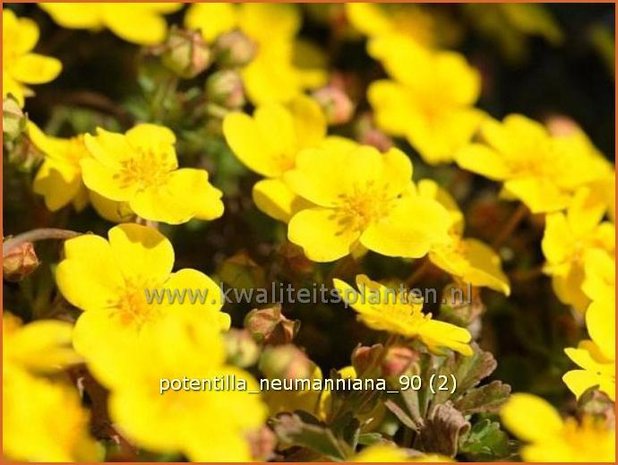 Potentilla neumanniana | Ganzerik, Vijfvingerkruid | Frühlings-Fingerkraut