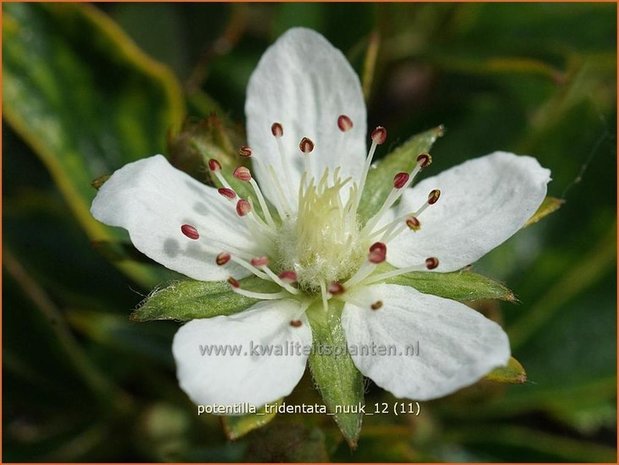 Potentilla tridentata 'Nuuk' | Ganzerik, Vijfvingerkruid | Dreizähniges Fingerkraut