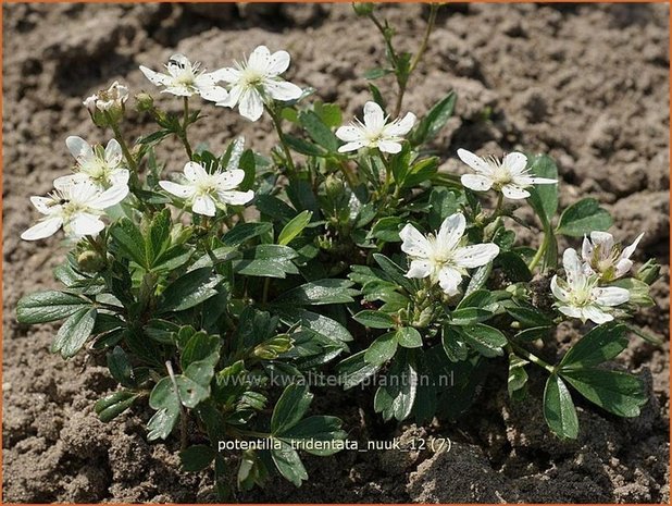 Potentilla tridentata 'Nuuk' | Ganzerik, Vijfvingerkruid | Dreizähniges Fingerkraut