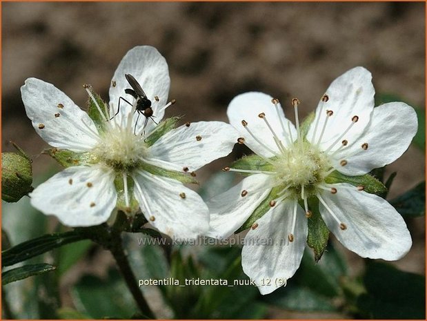 Potentilla tridentata 'Nuuk' | Ganzerik, Vijfvingerkruid | Dreizähniges Fingerkraut